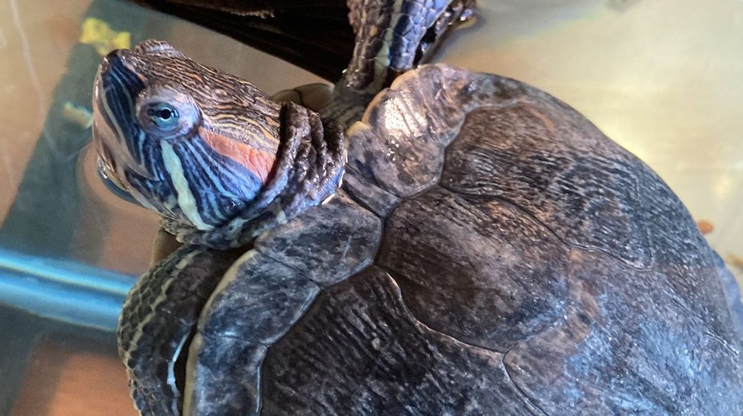 a turtle swimming under water